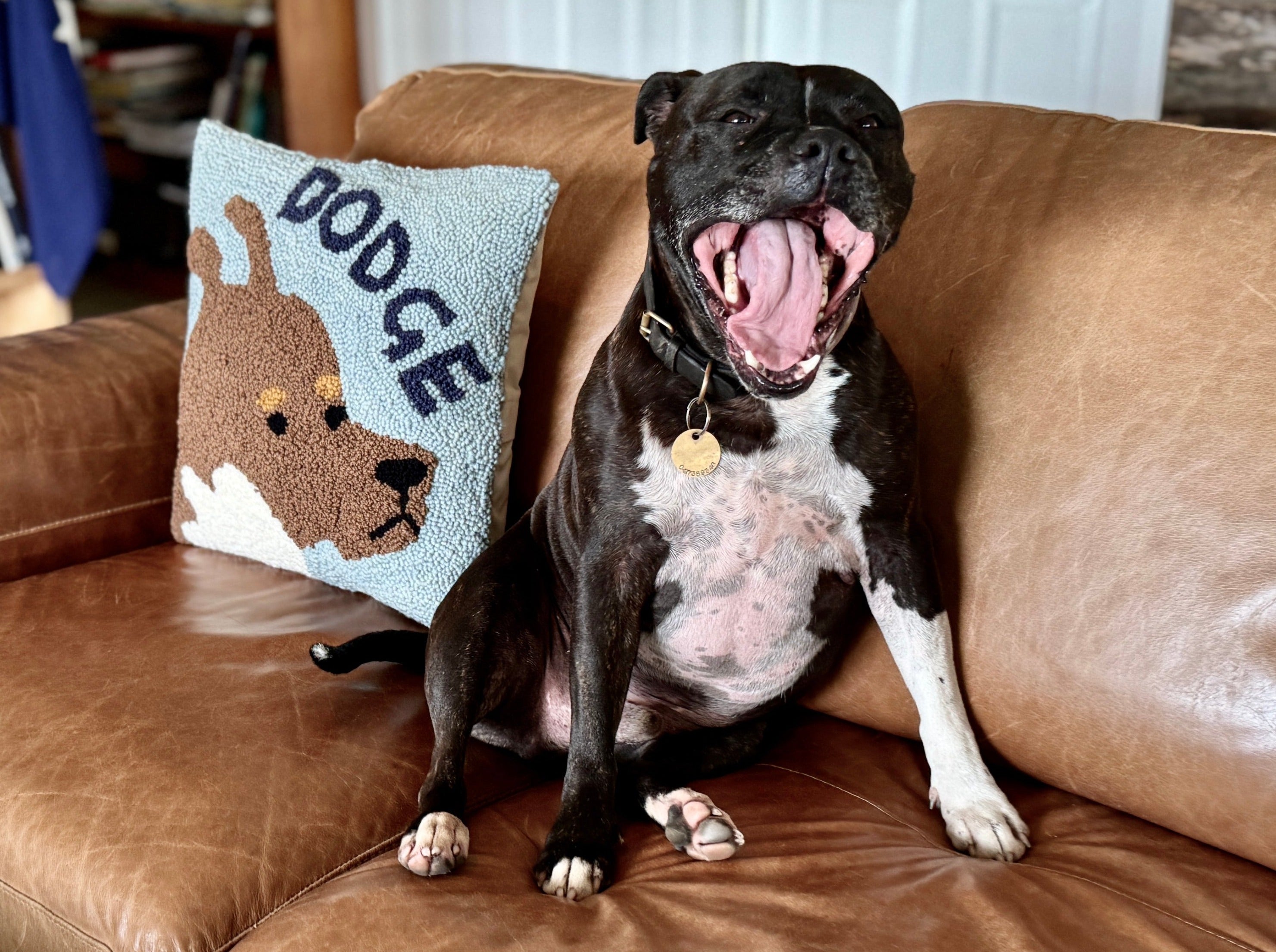Dodge and his Pillow