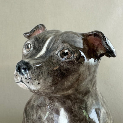 English Staffordshire Terrier