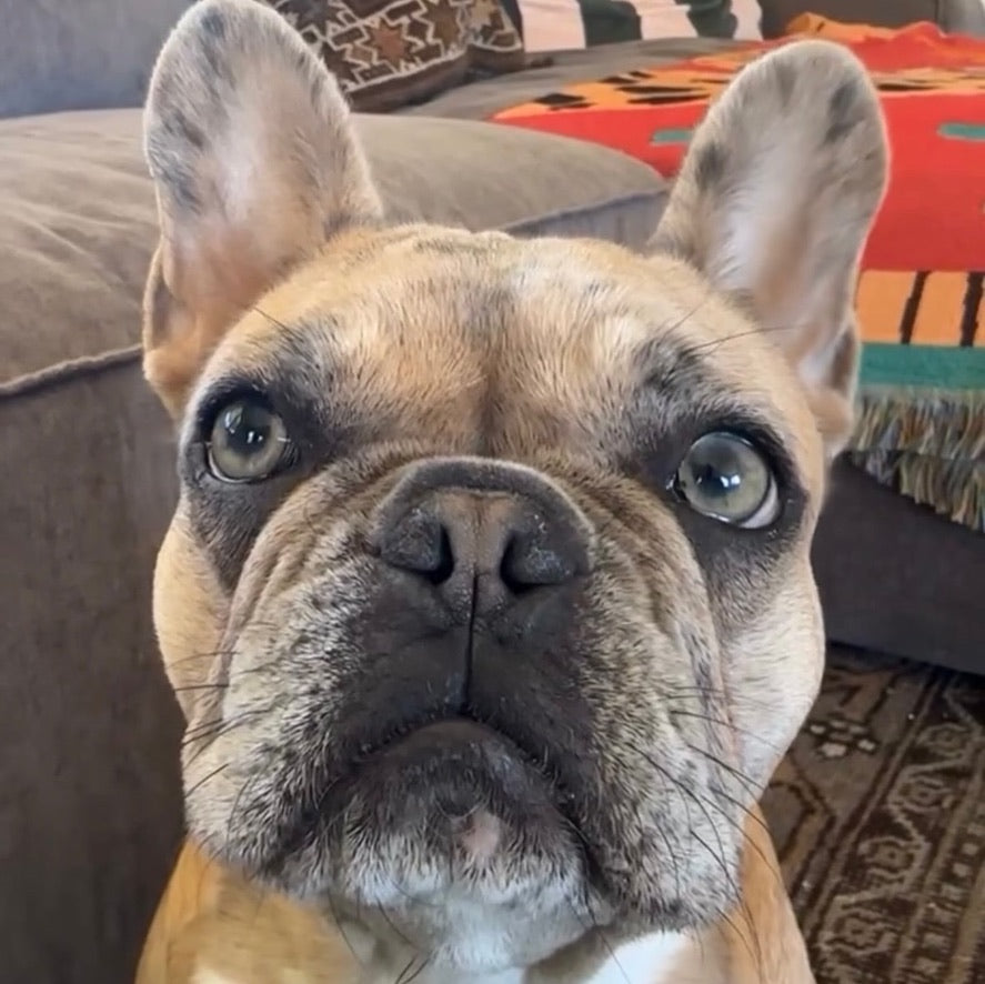 Darla the Frenchie