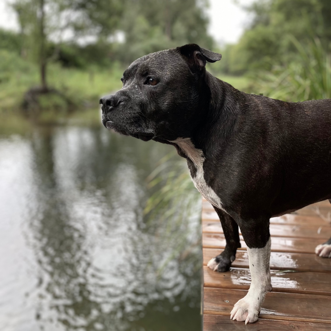 English Staffordshire Terrier