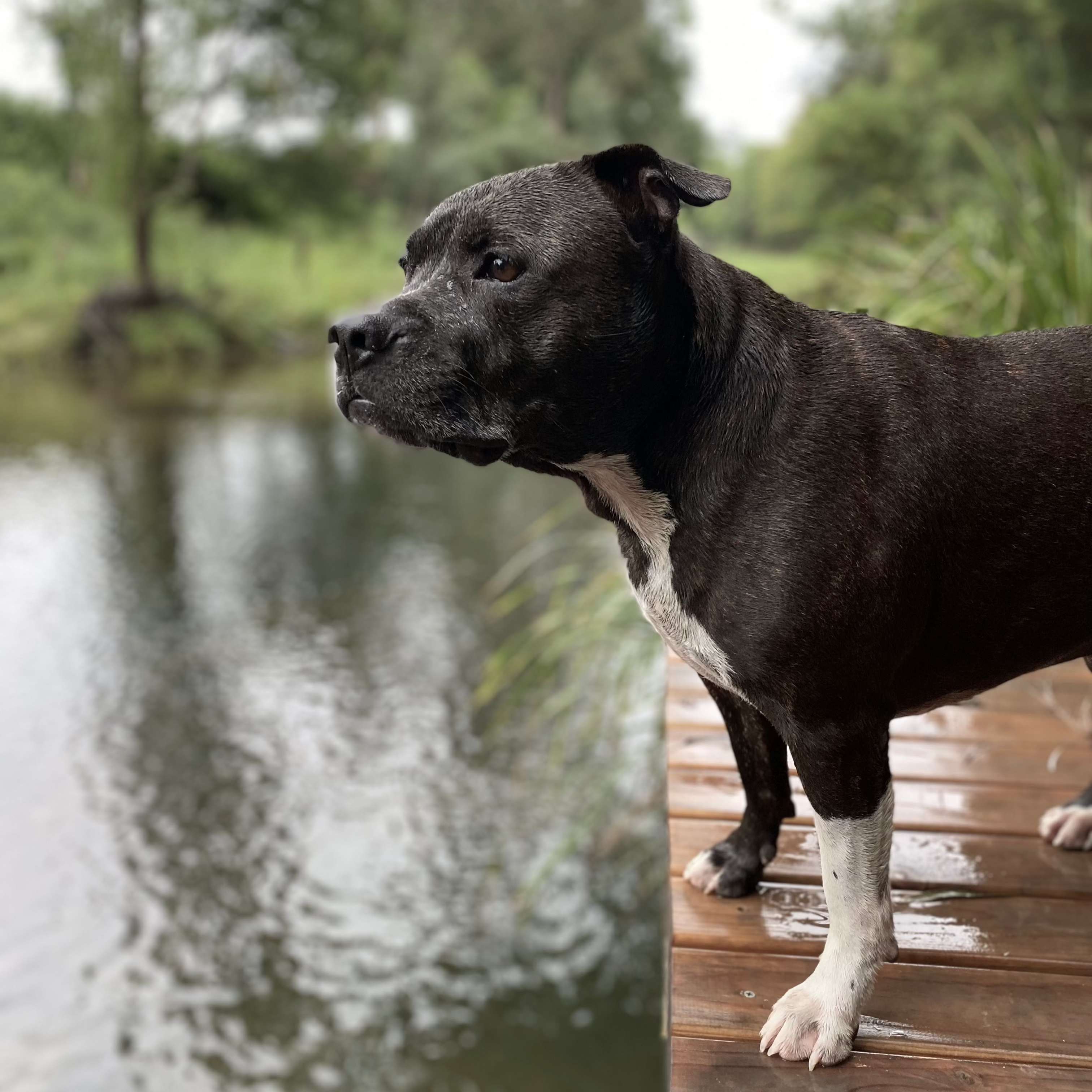 English Staffordshire Terrier