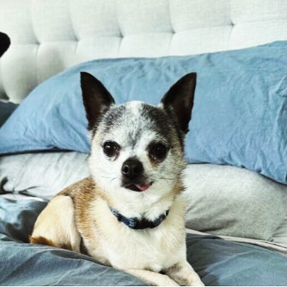 Pinski the Chihuahua