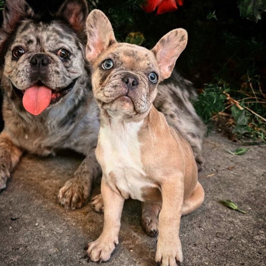 Darla the Frenchie