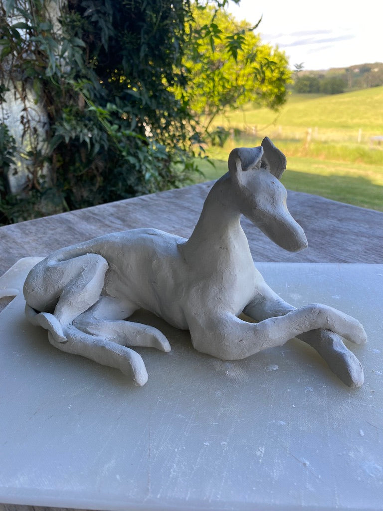 Ottolenghi the Greyhound