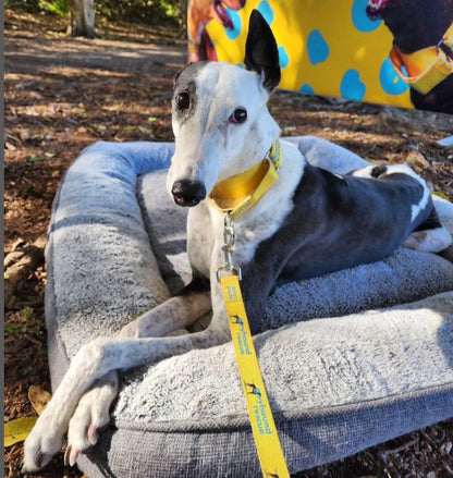 Ottolenghi the Greyhound