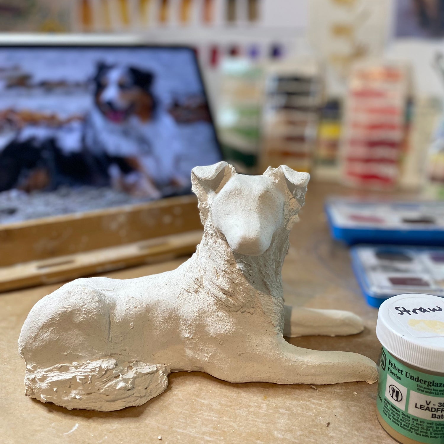 Switch the Australian Shepherd