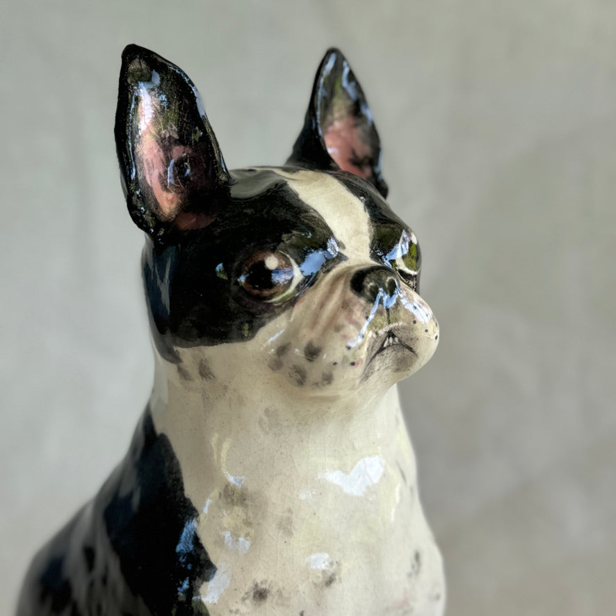 Boston Terrier