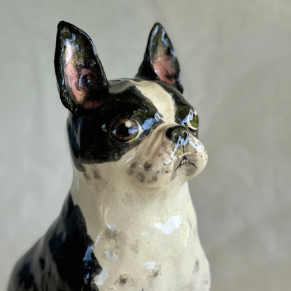 Boston Terrier