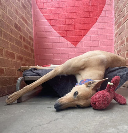 Sneakers the Greyhound