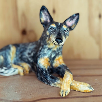 Basil the blue heeler.