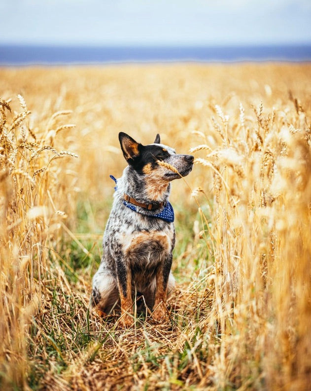 Australian Cattle Dog