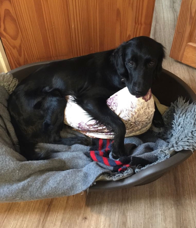 Willow the Flat Coated Retriever