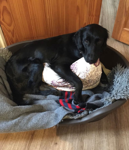 Willow the Flat Coated Retriever