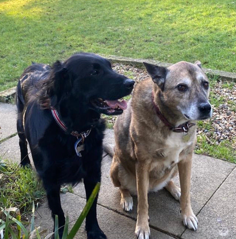 Willow the Flat Coated Retriever
