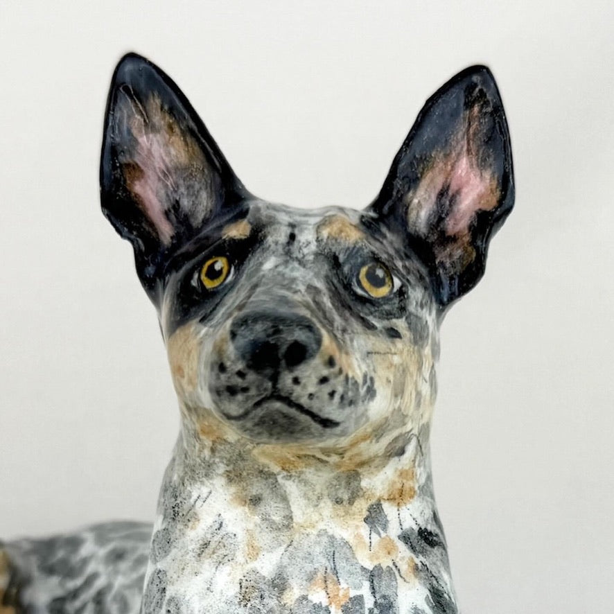 Australian Cattle Dog