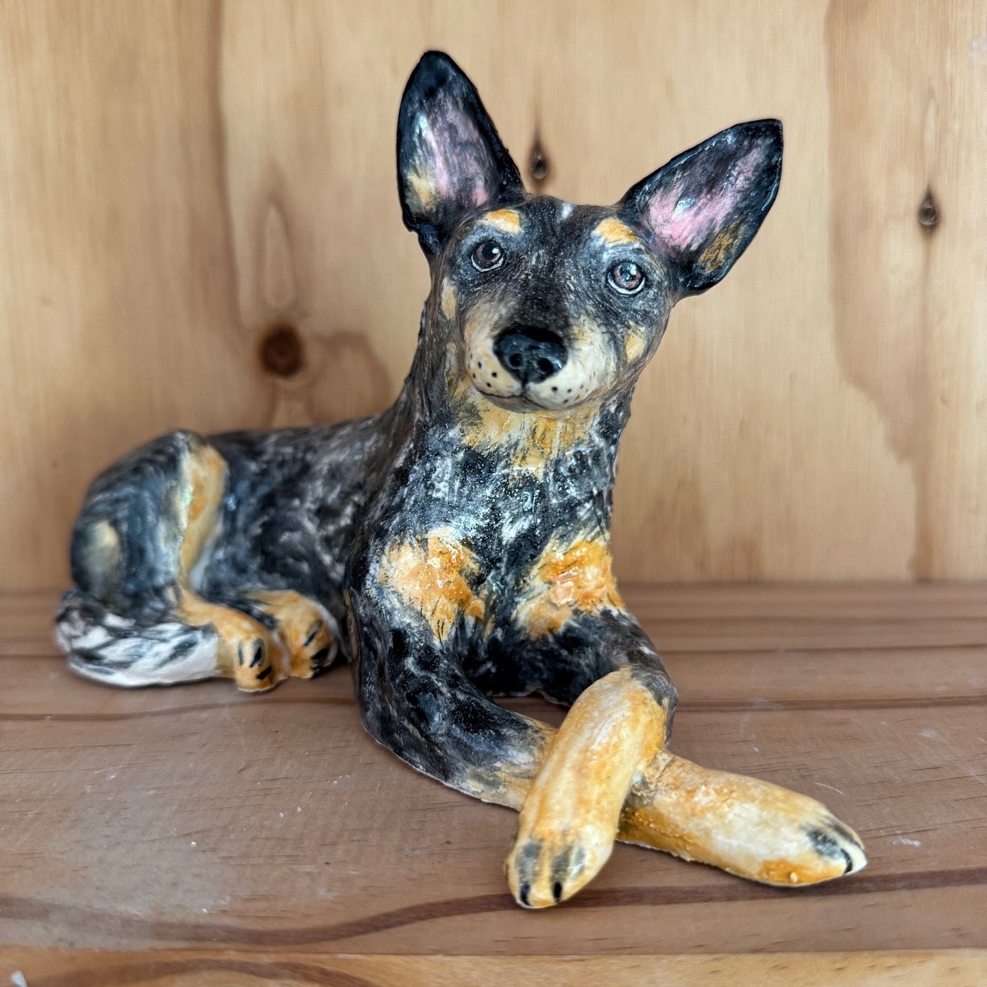Basil the blue heeler.