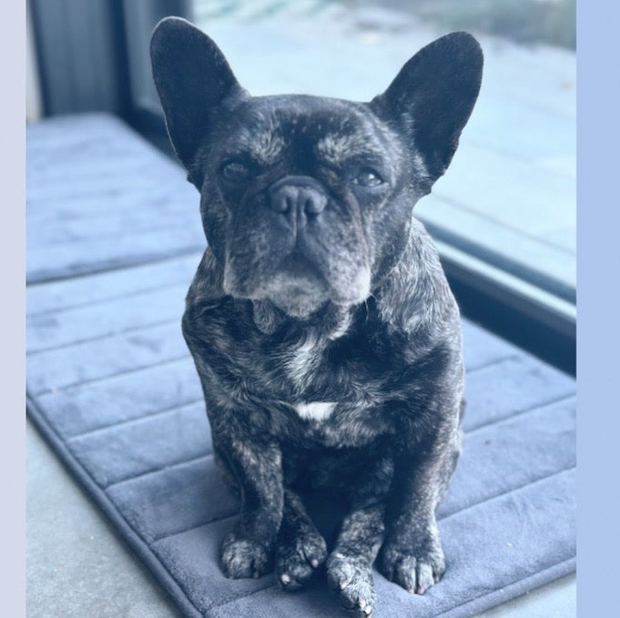 Ivy the Frenchie