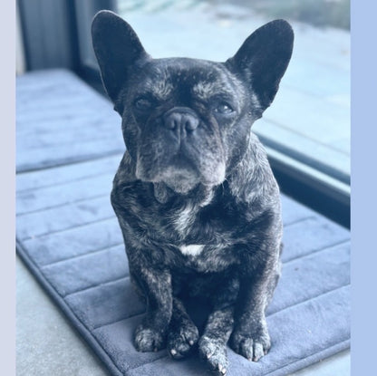 Ivy the Frenchie