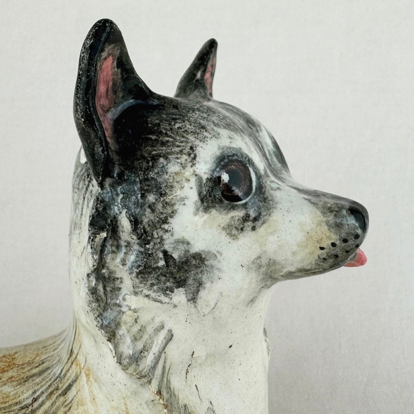 Pinski the Chihuahua