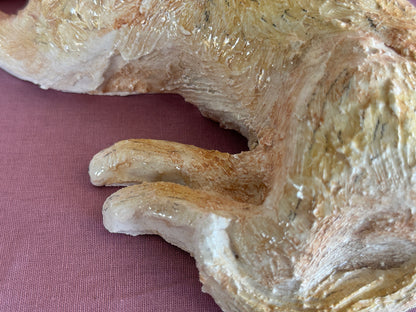 A Lucky Border Terrier