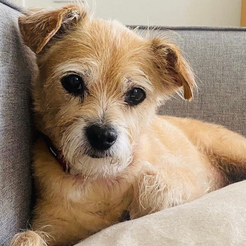 A Lucky Border Terrier