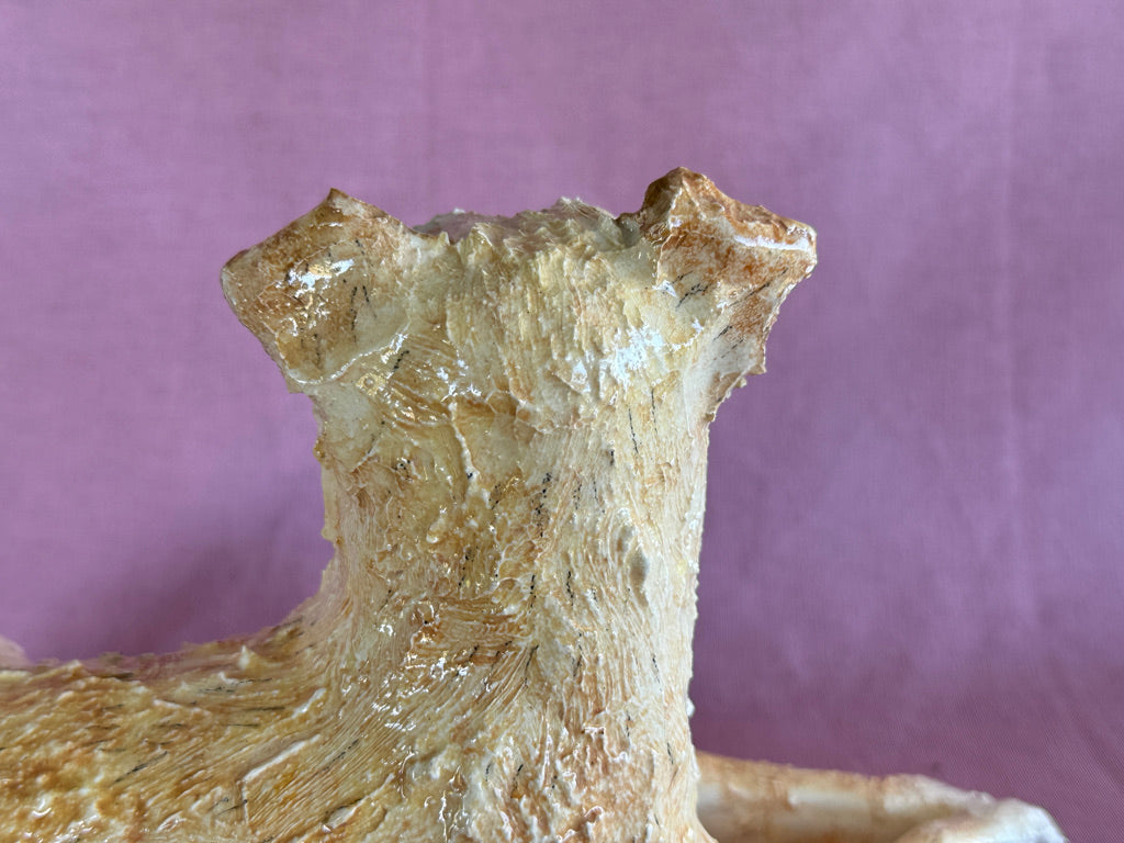 A Lucky Border Terrier