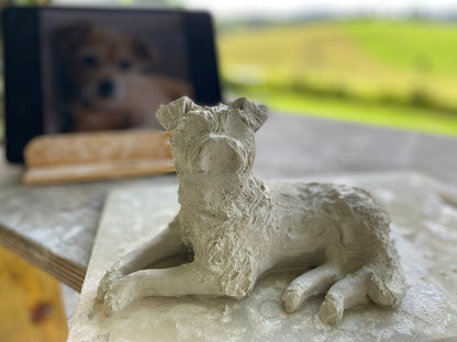 A Lucky Border Terrier