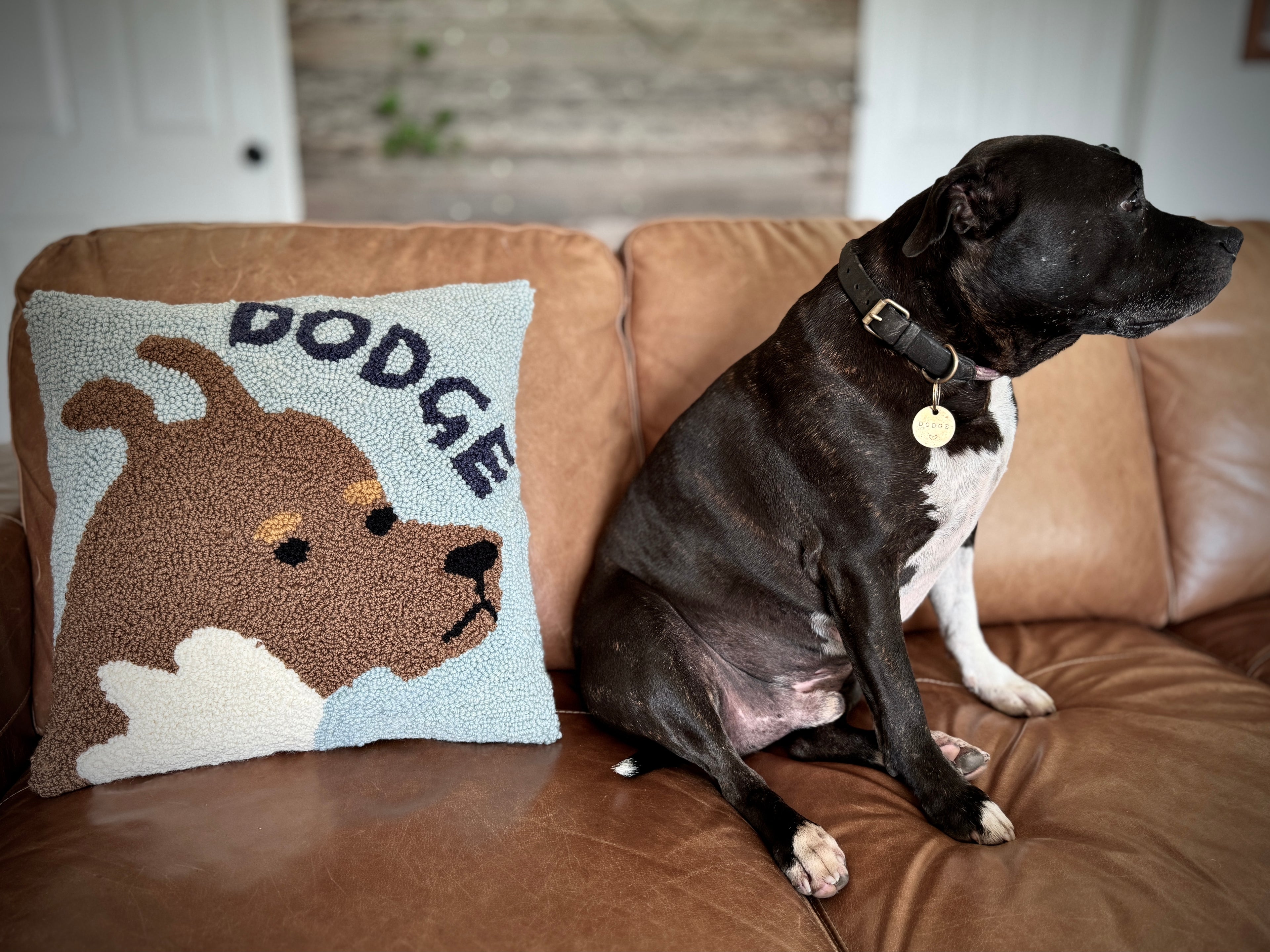 Dodge and his Pillow