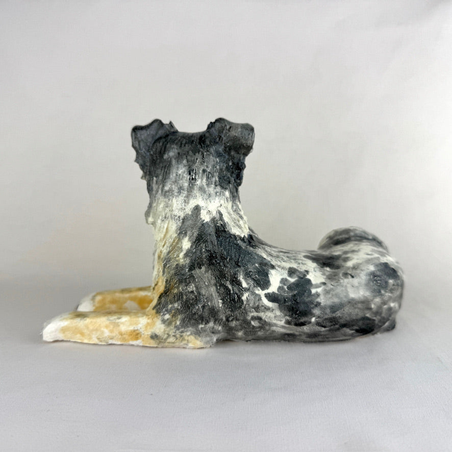 Switch the Australian Shepherd