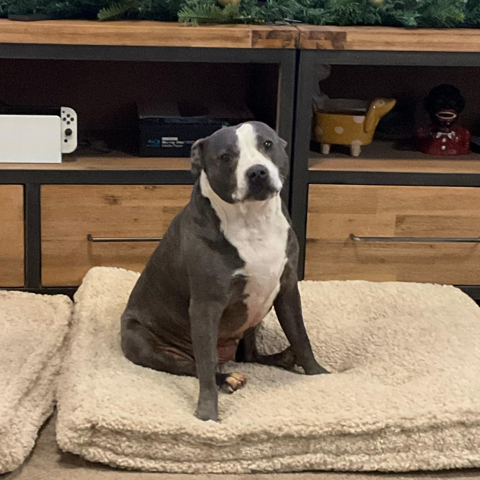 Stormi - English Staffordshire Terrier