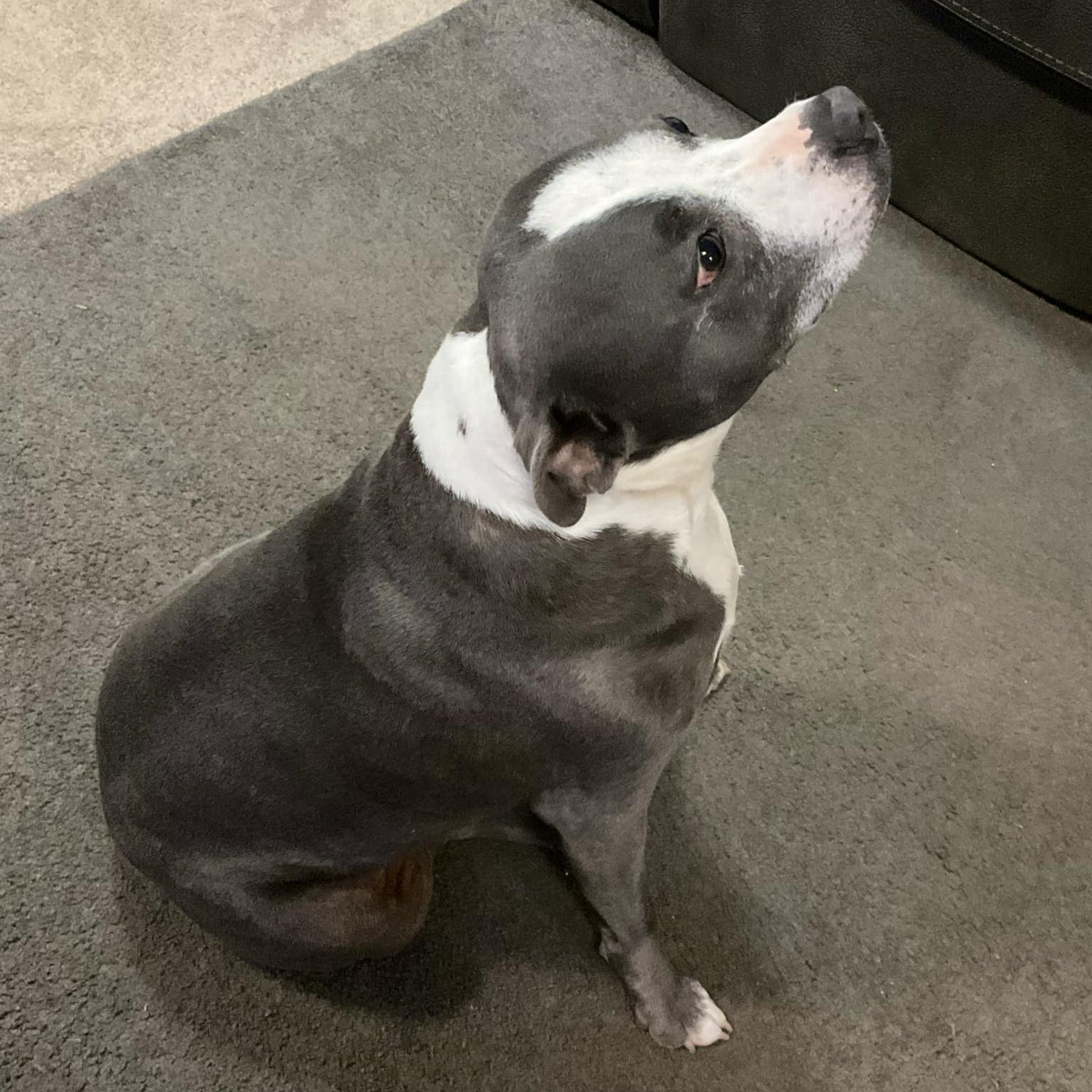 Stormi - English Staffordshire Terrier