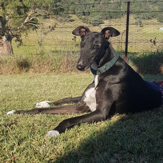 Chopsticks from Greyhound Rescue