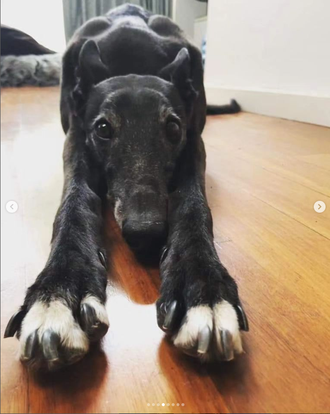 Chopsticks from Greyhound Rescue