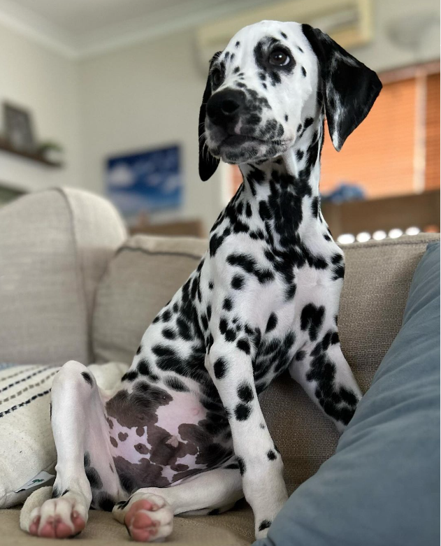 Maisy the Dalmation