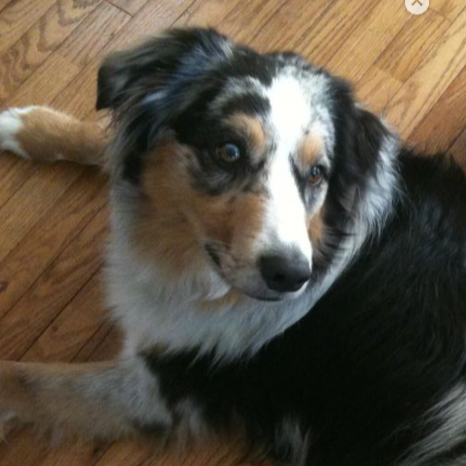 Switch the Australian Shepherd