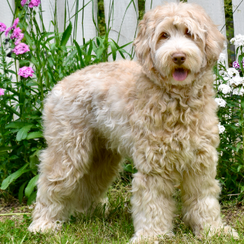 Louie the Labradoodle