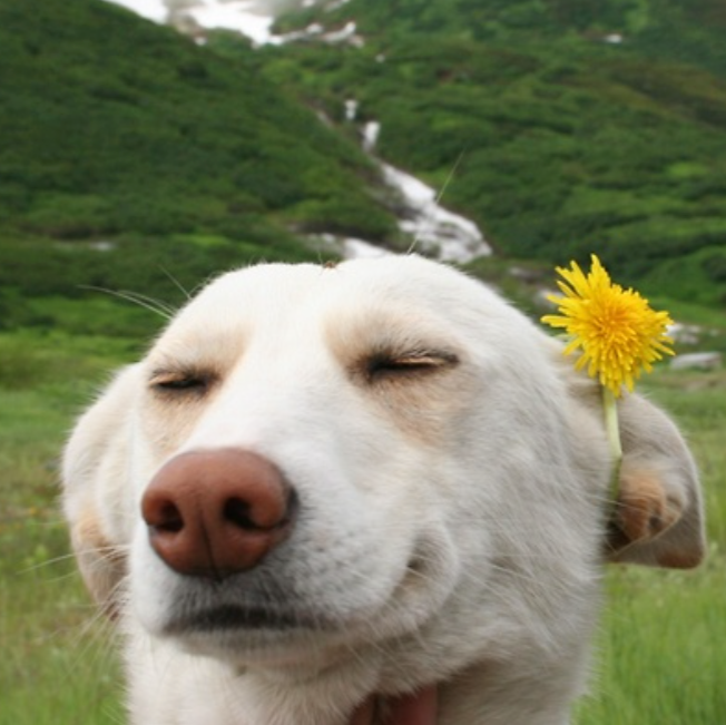 Dandelion Dog