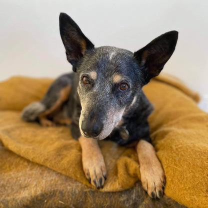 Basil the blue heeler.