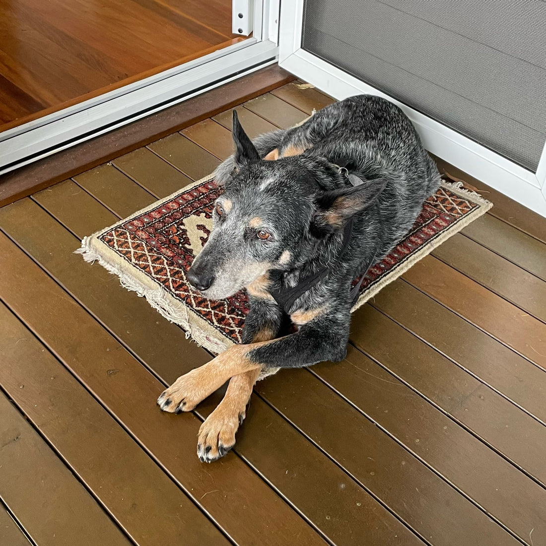 Basil the blue heeler.