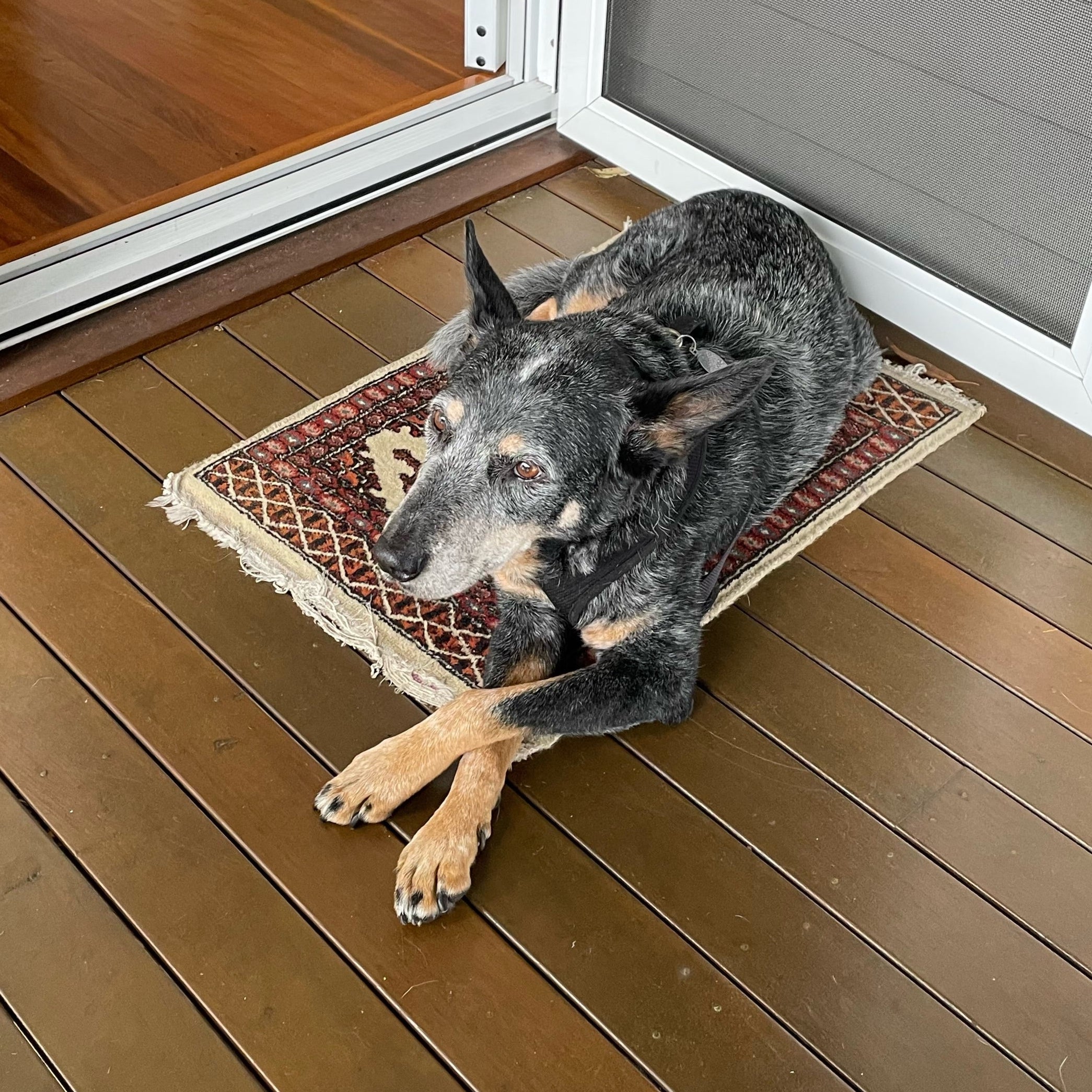Basil the blue heeler.