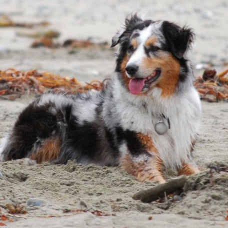 Switch the Australian Shepherd